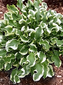 Хоста Летс Твист Эгейн, 1 шт.