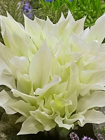 Хоста Уайт Февер XXL, 1 шт.