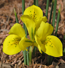 Ирис сетчатый Данфорда, 6/+, 1 шт.