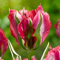 Тюльпан зеленоцветный Эсперанто, 11/12, 1 шт.