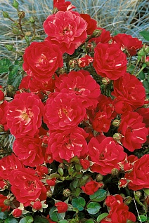 Роза почвопокровная Ред Фэйри/ЦКор