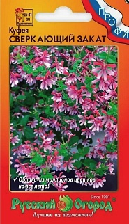 Куфея Сверкающий закат, 4 шт. Русский огород