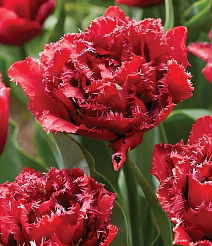 Тюльпан махровый бахромчатый Крэнберри Тристл, 12/+, 1 шт.