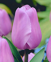 Тюльпан триумф Алиби, 11/12, 1 шт.