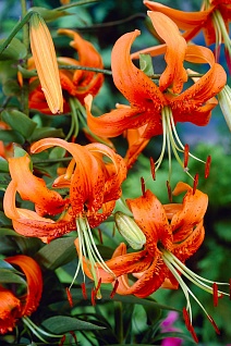 Лилия Генри, 12/14, 1 шт.