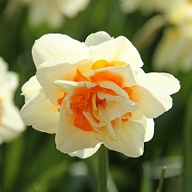 Нарцисс махровый Флауэр Парад, 12/14, 1 шт.