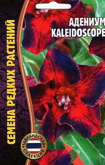 Адениум Kaleidoscope (Калейдоскоп), 3 шт.