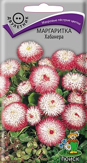 Маргаритка Хабанера, 15 шт. Поиск