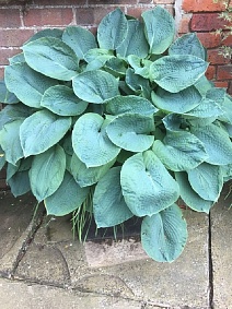 Хоста Биг Дадди, 1 шт.