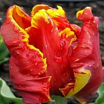 Тюльпан попугайный Брайт Пэррот, 11/12, 1 шт.