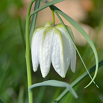 Фритиллярия Мелеагрис Альба, 6/+, 1 шт.