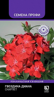 Гвоздика Диана Скарлет, 10 шт. Семена профи