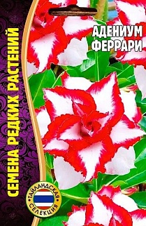 Адениум Феррари, 3 шт.