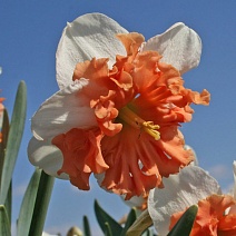 Нарцисс сплит гофрированный Шрайк, 12/14, 1 шт.