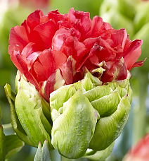 Тюльпан махровый многоярусный Буллз Ай, 11/12, 1 шт.