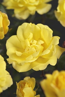 Роза плетистая Голден Парфюм (желтый)