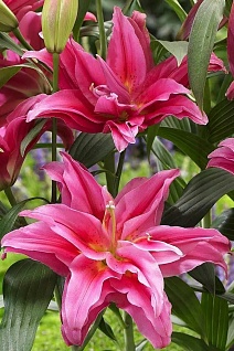 Лилия восточная махровая Roselily Далинда, 12/14, 1 шт.