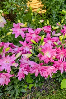 Лилия восточная махровая Лотус Джой, 1 шт.