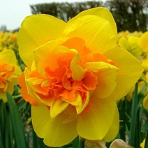 Нарцисс махровый Вулканелло, 14/16, 1 шт.