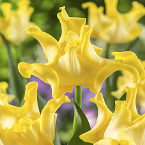 Тюльпан триумф Йеллоу Краун, 11/12, 1 шт.