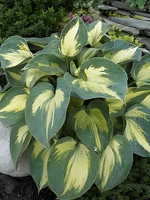 Хоста Бич Бой, 1 шт.