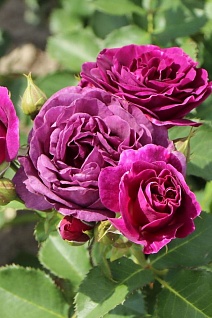 Роза флорибунда Минерва