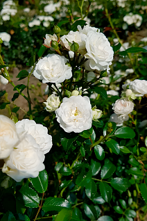 Роза почвопокровная Вайт Фэйри