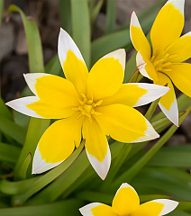 Тюльпан ботанический Тарда, 8/+, 1 шт.