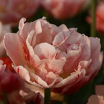 Тюльпан махровый супер Пептолк, 11/12, 1 шт.