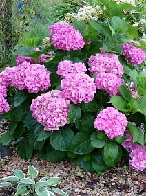 Гортензия крупнолистовая Ю энд ми Перфекшн/ЦКорЛюкс