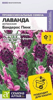 Лаванда Бандерос Пинк испанская, 5 шт.