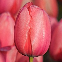 Тюльпан дарвинов гибрид Джамбо Пинк, 11/12, 1 шт.
