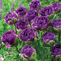 Тюльпан махровый поздний Блю Вау, 1 шт.