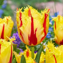 Тюльпан бахромчатый Парти Клоун, 12/+, 1 шт.