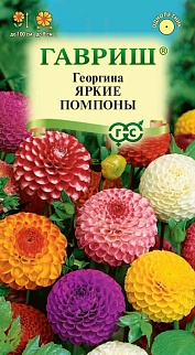 Георгина Яркие помпоны, смесь, 0,2 г