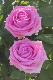 Роза чайно-гибридная Аква/ЦКор