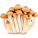 Мицелий грибов