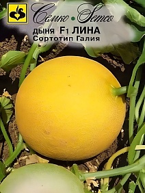 Дыня F1 Лина, 5 шт.