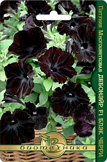 Петуния Дебонэйр F1 Блэк Черри, 6 шт. Биотехника