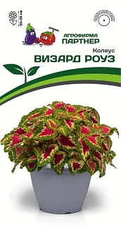 Колеус Визард Роуз, 10 шт. 