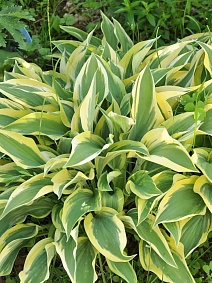 Хоста Лейксайд Драгонфлай, 1 шт.