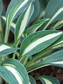 Хоста Литтл Треже, 1 шт.