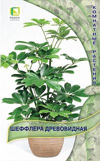 Шеффлера древовидная, 5 шт.