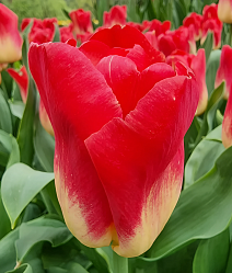 Тюльпан триумф Матч, 11/12, 1 шт.