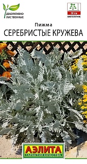 Пижма Серебристые кружева, 5 шт.