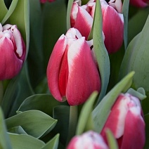 Тюльпан простой ранний Генуя, 11/12, 1 шт.