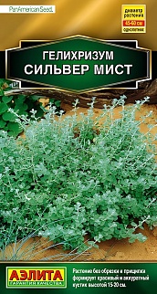 Гелихризум Сильвер мист, 3 шт.