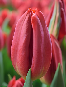 Тюльпан триумф Стронг Файр, 11/12, 1 шт.