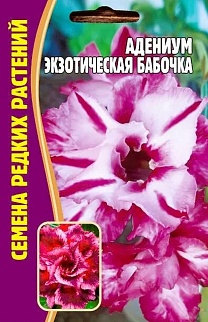 Адениум Экзотическая Бабочка, 3 шт.