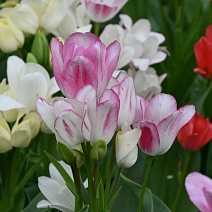 Тюльпан многоцветковый Кэнди Клаб, 11/12, 1 шт.